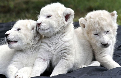 Rare white lion cubs - telegraph.co.uk